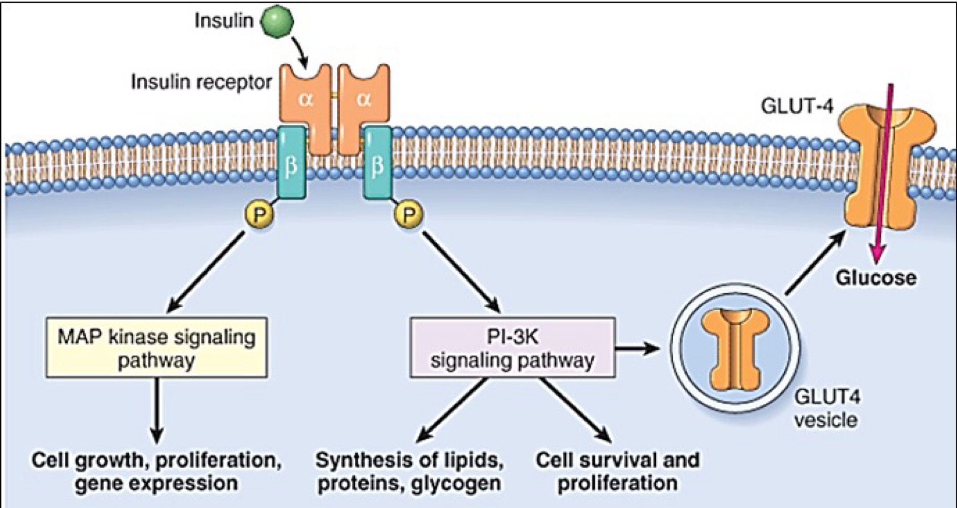 <p>• Activation des voies métaboliques via PI-3K<br>• Utilisation du glucose intracellulaire excédentaire pour le stocker sous forme de glycogène ( gluconéogénèse) </p>