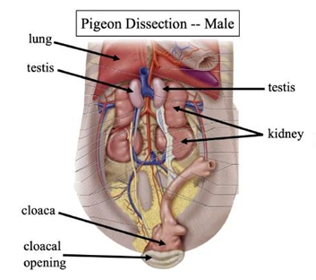 <p>produce sperm for reproduction</p>