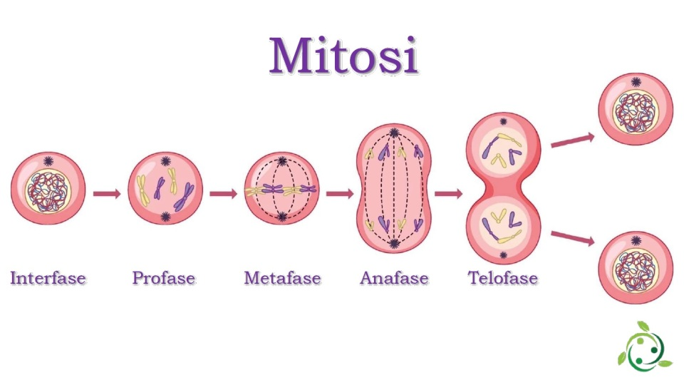 <p>Tijdens late profase of metafase van de celdeling.</p>