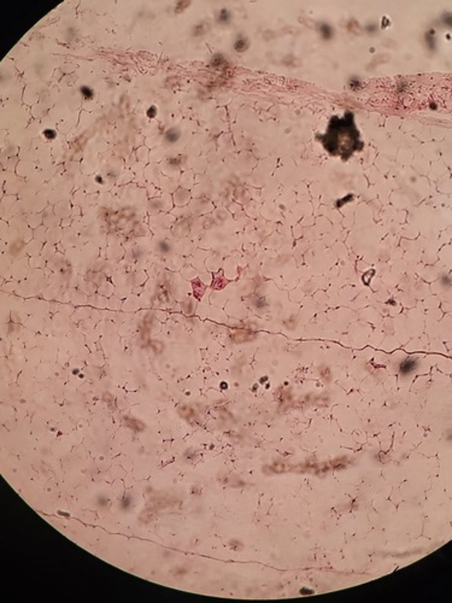 <p>Identify Tissue Type</p>