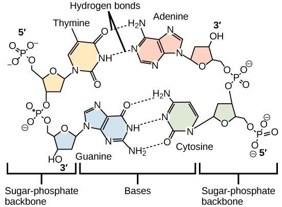<p>Hold together complementary base pairs in DNA</p>