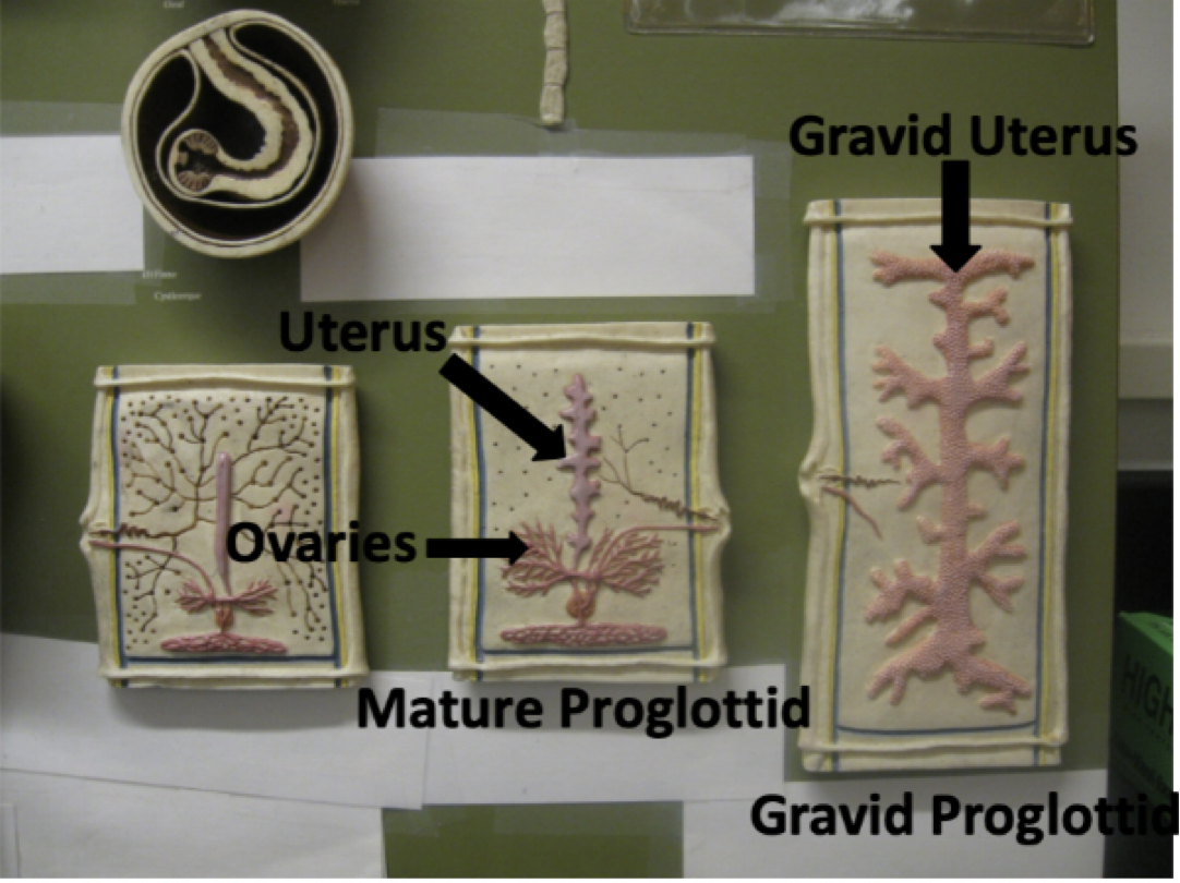 <p>Name the parts of the tapeworm model starting in the upper right and traveling clockwise</p>