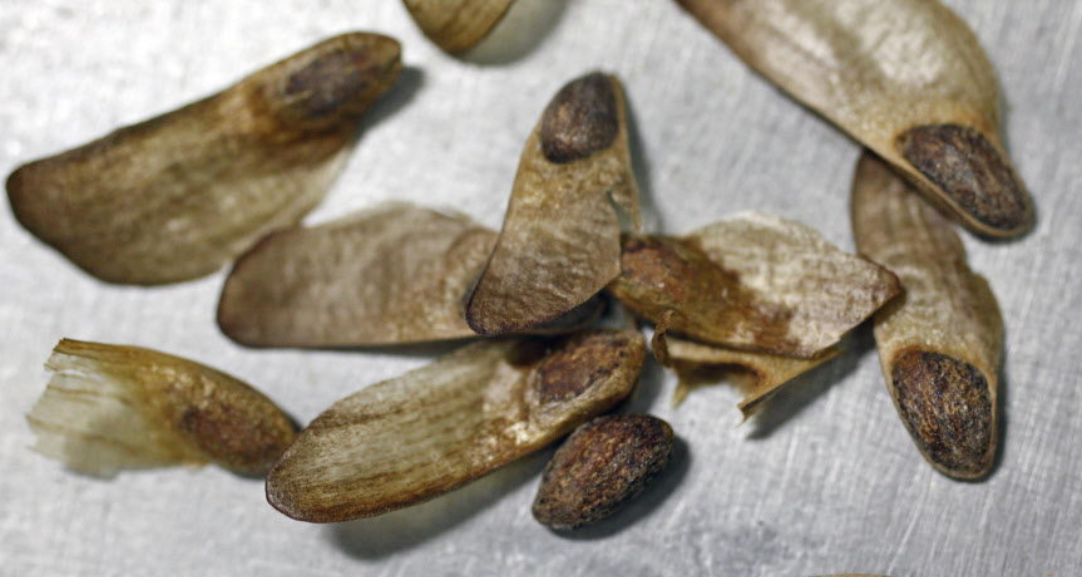 <p>What kind of seeds are these?</p>