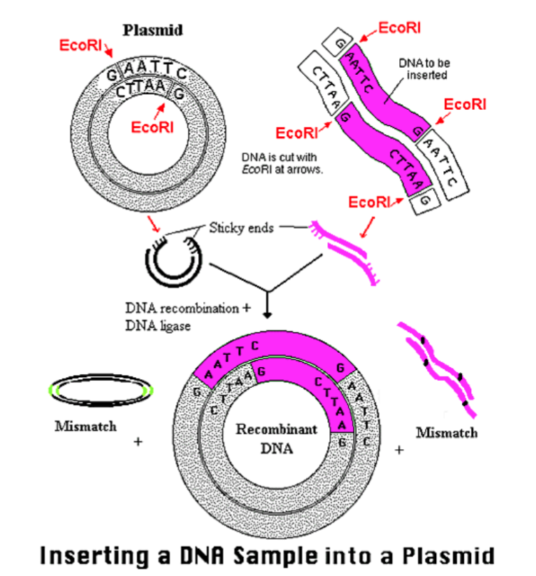 <p>The process of incorporating the amplified gene of interest into a plasmid vector, which will later carry the gene into the host cell for expression. This setup allows for proper replication and expression of the inserted gene. </p><p></p><ul><li><p>Types of vectors: Plasmids, BAC, YAC. Typicallu have markers</p></li><li><p>Use depends on size of DNA that you’re inserting</p></li><li><p>Restriction Enzymes</p></li><li><p>Ligase; facilitate the joining of DNA fragments, often using techniques like restriction digestion and ligation. </p></li></ul><p></p>