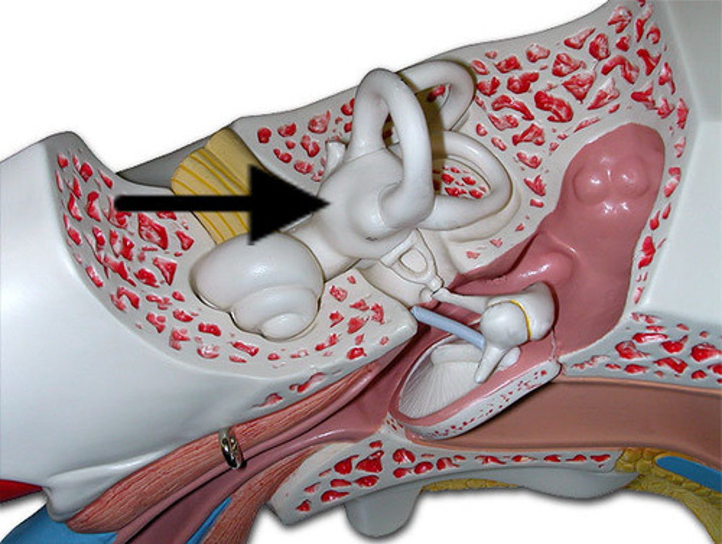 <p>-Constitutes receptors for equilibrium</p><p>-three semicircular ducts</p><p>-two chambers</p>