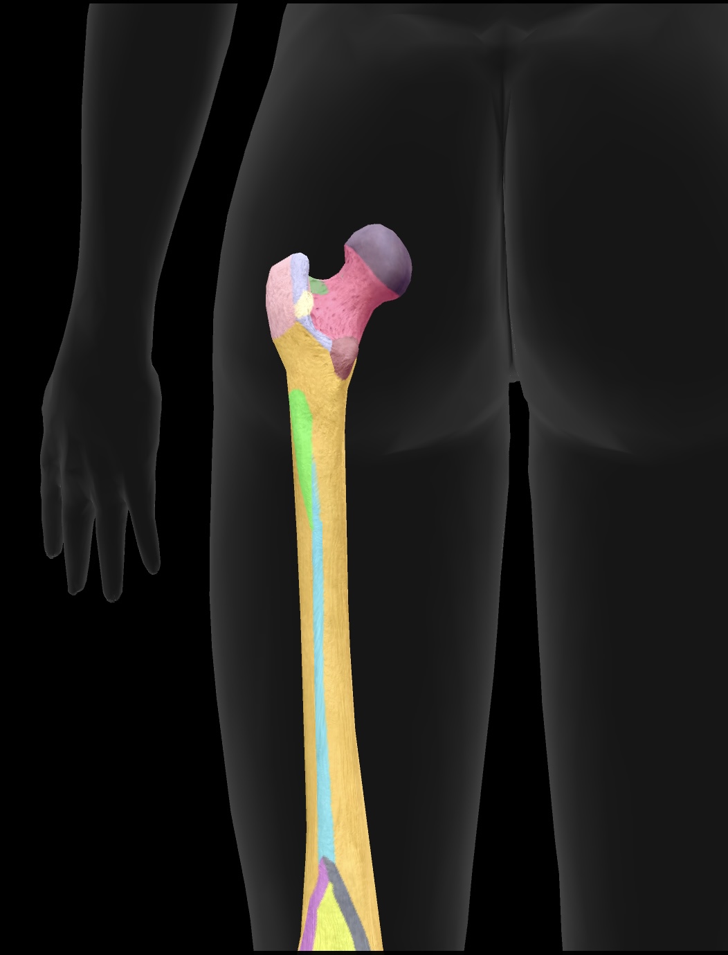 <p>the ridge on the posterior aspect of the femur that serves as an attachment site for several muscles, including the adductor longus, adductor brevis, hamstring part adductor magnus</p>