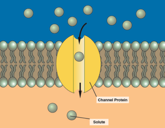 <p>Channel Proteins</p>