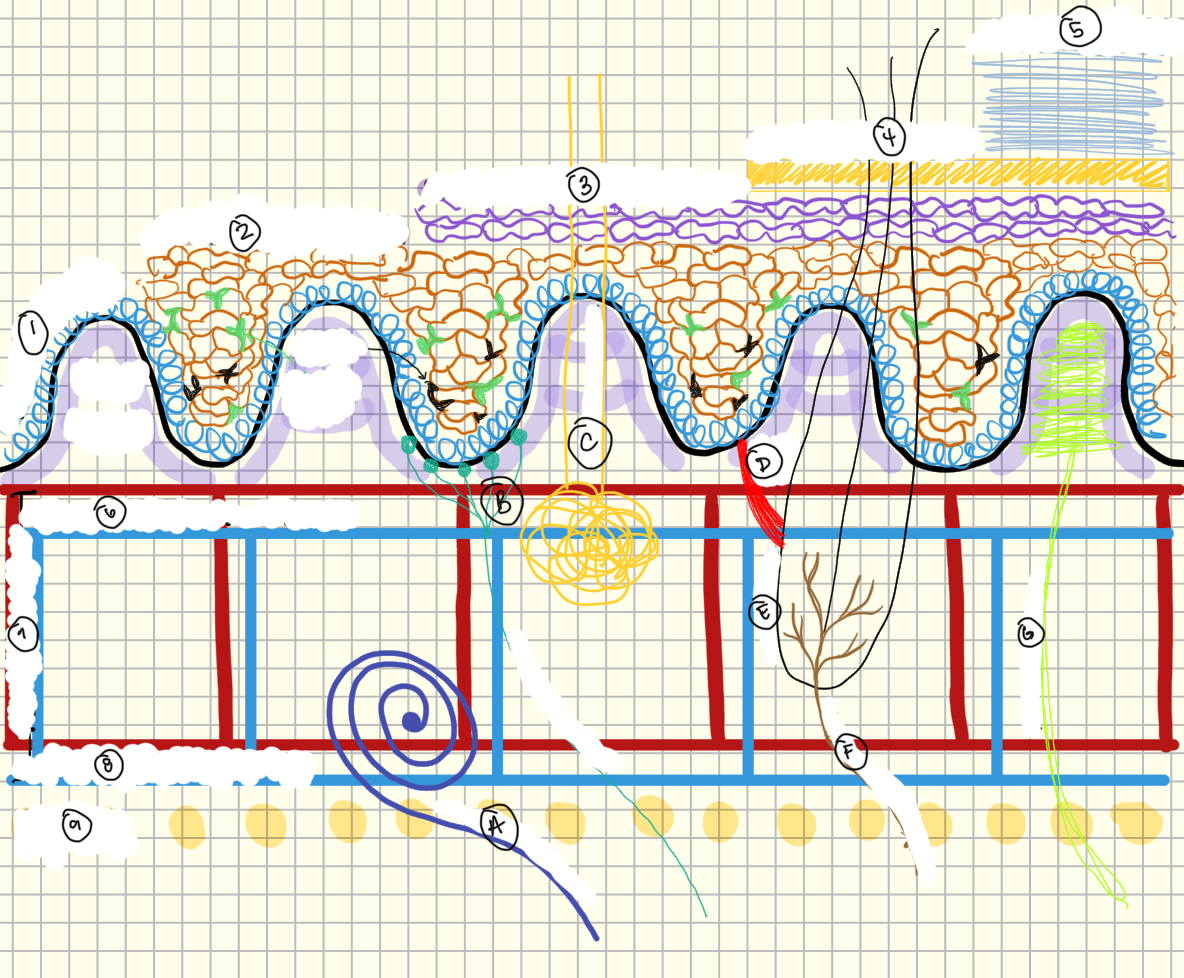 <p>What are the green cells in layer 2</p>