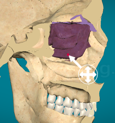 <p>Inferior nasal concha</p>