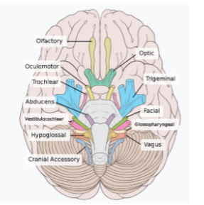 <ul><li><p>twelve pair of cranial nerves</p><ul><li><p>motor, sensory, mixed</p></li><li><p>no completely motor nerves</p></li></ul></li><li><p>Proprioception- sense of motion or body position</p><ul><li><p>ability to know if your arm is straight or bent with eyes closed</p></li></ul></li><li><p>primary motor nerves/motor nerves- some cranial nerves have almost all motor fibers but just a very small number of proprioceptive fibers that convey the sense of position</p></li></ul><p><strong><em><u>Oh Oh Oh To Touch And Feel Very Good Virgins Are Horny</u></em></strong></p><p><strong><em><u>Some Say Marry Money But My Brother Says Big Brains Matter More</u></em></strong></p>