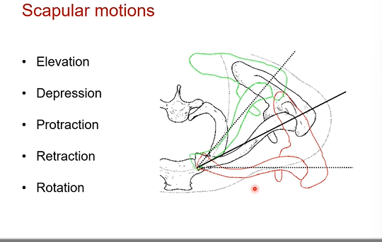 <p>side note motions don’t fit in the three planes of motion. you can use both palms of ur hand to mimic the scapula in each of ur shoulders </p><p>= depressed in anatomical </p><p>the scapular motions:</p><p>elevation, depression, protraction, retraction, rotation ( rotation is not the one in transverse plane), </p><p></p>