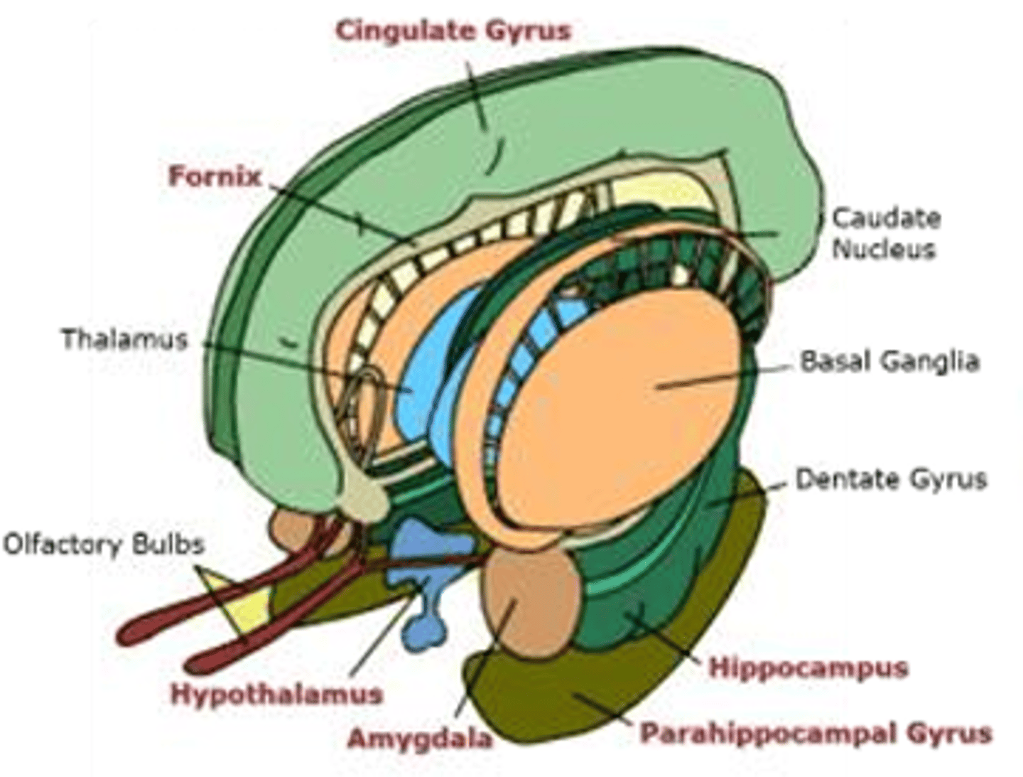 <p>- Limbic system and Basal Ganglia are involved in the development of mood disorders and regulates our emotional behaviour</p><p>- Includes the hippocampus, parahippocampal gyrus, cingulate gyrus, amygdala, and a bridge like structure called the fornix which connects the hippocampus with the hypothalamus</p><p>- The neurocortex and hippocampus are thought to mediate cognitive aspects of depression, such as memory impairments and feelings of worthlessness, hopelessness, guilt, doom, and suicidality</p><p>- Changes in the hypothalamus are believed to be responsible for the neurovegetative symptoms of depression (i.e. too much or too little sleep, appetite and energy, loss of interest in sex and pleasurable activities)</p><p>- Dysregulation of serotonin, norepinephrine, and dopamine results in abnormality of connectivity within the limbic system and may also explain symptoms of emotional liability, irritability, and suicidality</p>