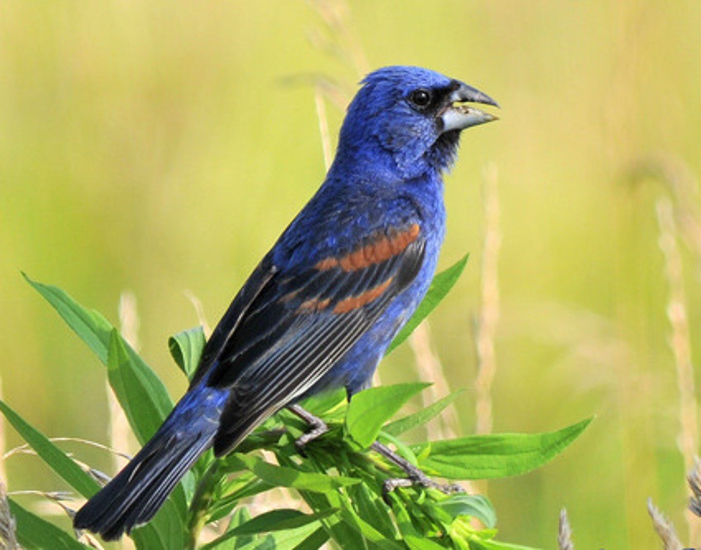 <p>Passeriformes</p><p>Rufous wingbars</p>