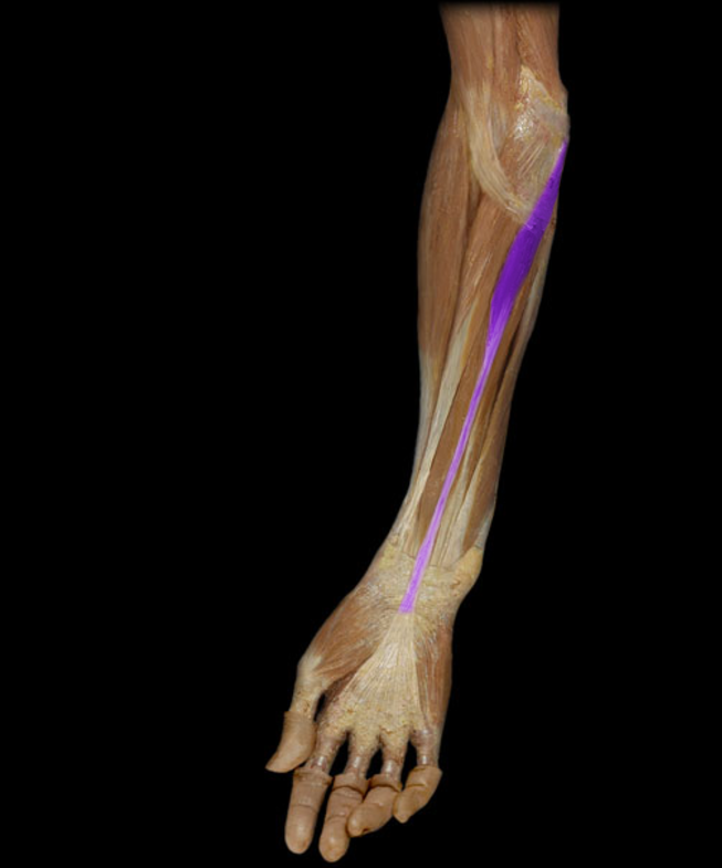 <p>Palmaris longus</p>