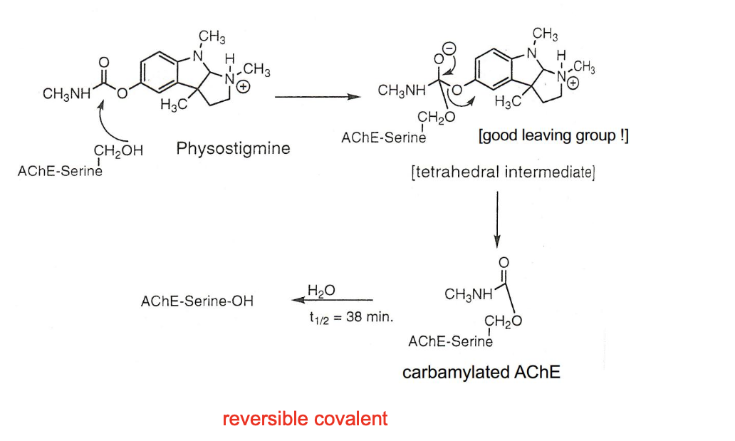 <ul><li><p>reversible covalent</p></li><li><p>steps</p><ul><li><p>binding and nucleophilic attack</p></li><li><p>leaving group leaves (good LG - phenoxy/indolenium)</p></li><li><p>slow hydrolytic regeneration</p></li></ul></li><li><p>physostigmine → tetrahedral intermediate → carbamylated AChE → back to AChE-serine-OH</p></li></ul><p></p>
