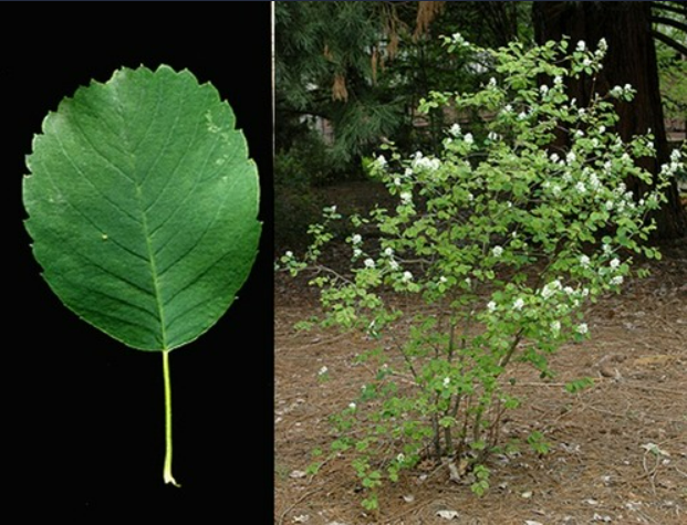 <p>- Leaves simple, alternate, blunt at tip with few serrations</p><p>- Base of leaf rounded with no serrations</p>