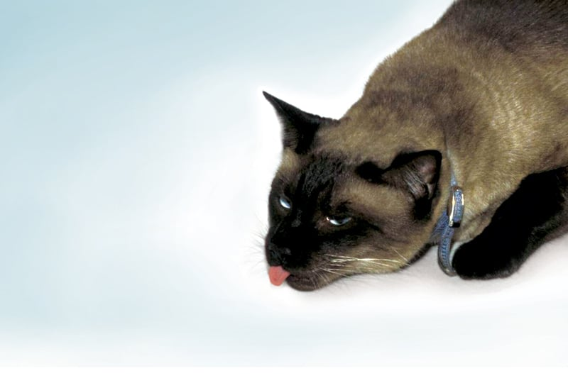 <p>Cough (lay on floor with neck extended), respiratory distress, cyanosis, noisy breathing (wheezing), and open-mouth breathing</p>