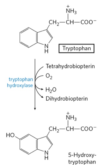 <p>2 cofactors of tyrosine hydroxylase?</p>