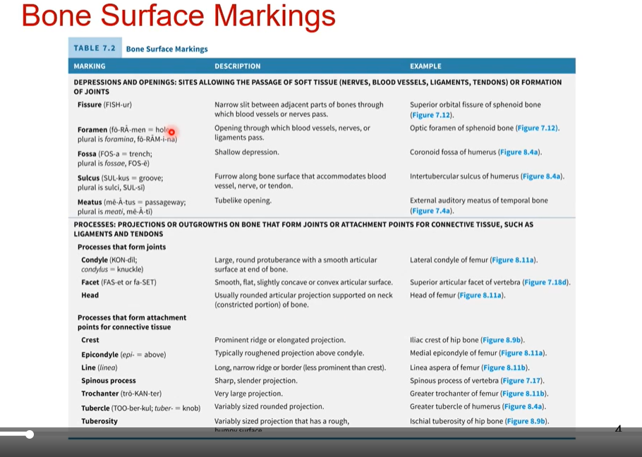 <p>Bone Surface Markings 1</p>