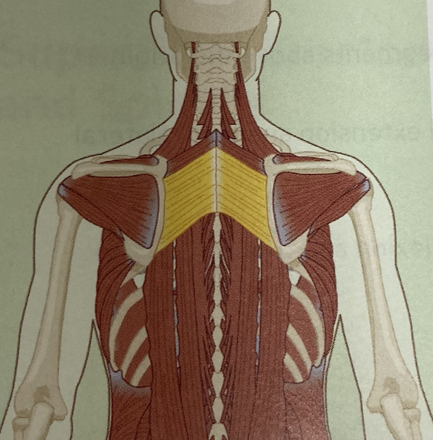 <ul><li><p>category: shoulder musculature</p></li><li><p>origin: C7-T5</p></li><li><p>insertion: scapula</p></li><li><p>isolated function: concentric scapular retraction and downward rotation</p></li><li><p>integrated function: eccentric scapular protraction and upward rotation</p></li><li><p>stabilizes the scapula</p></li></ul><p></p>
