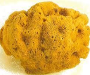 wat voor spons is dit? 