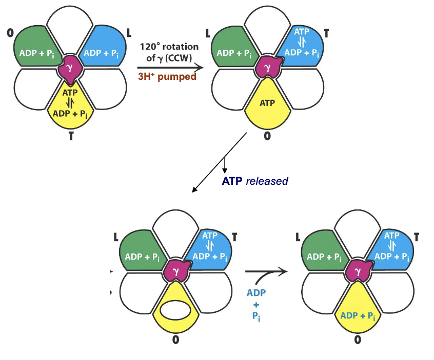 <p>3H+ moving through the c-ring into matrix drives 120o rotation of the γ subunit:</p><ul><li><p>This causes a coordinated change in the conformation of the three β subunits</p></li></ul><ol><li><p>T →O: synthesized ATP is released</p></li><li><p>L → T: ADP + P i is converted to ATP</p></li><li><p>O→ L: ADP + P i is trapped in active site</p></li></ol><p></p>