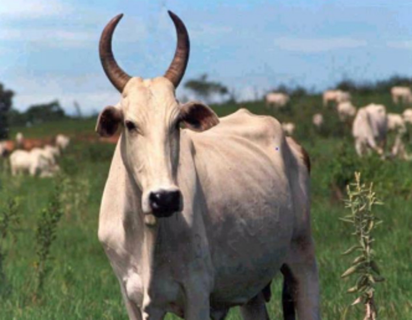 <p>small, short ears</p>