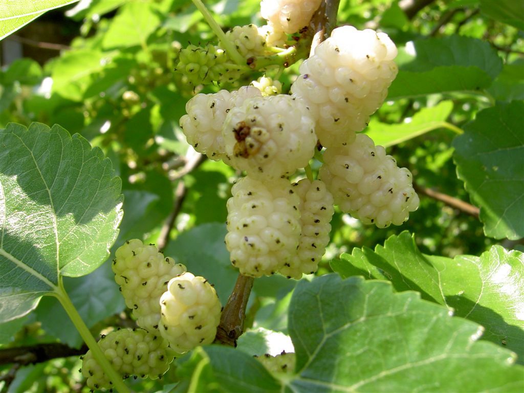 <p><span style="font-family: Inter, helvetica, arial, sans-serif">white mulberry, common mulberry and silkworm mulberry</span></p>