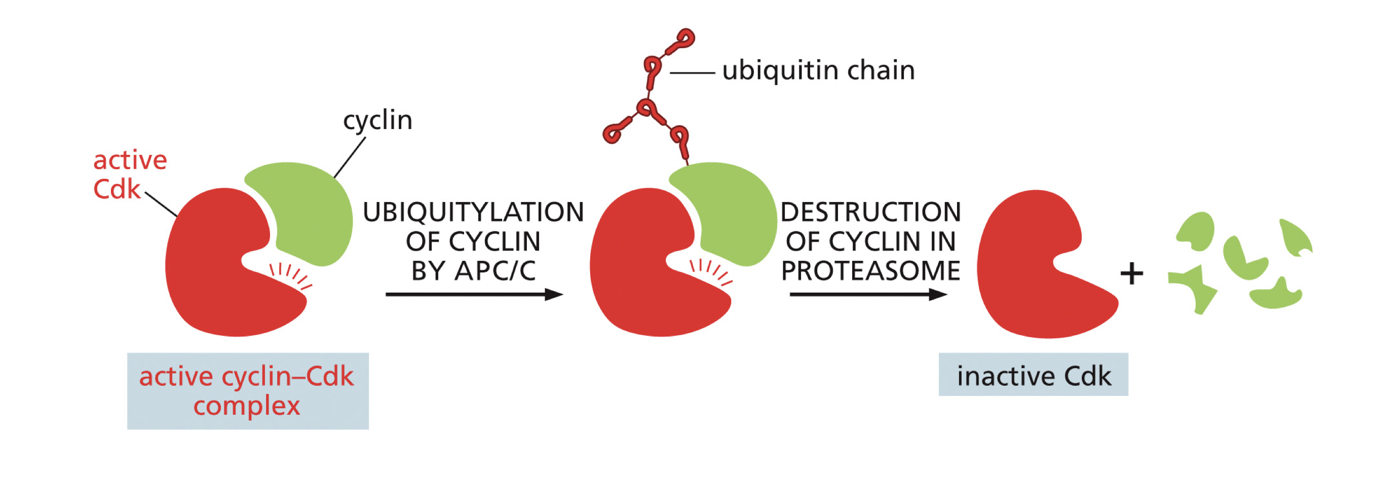 <p>For cyclins to inactivate the cyclin CDK complex. Occurs when a ubiquitin chain is attached to cyclin by APC/C then cyclin gets sent to a proteasome to get degraded. Once cyclin is degraded the CDK becomes inactive. </p>