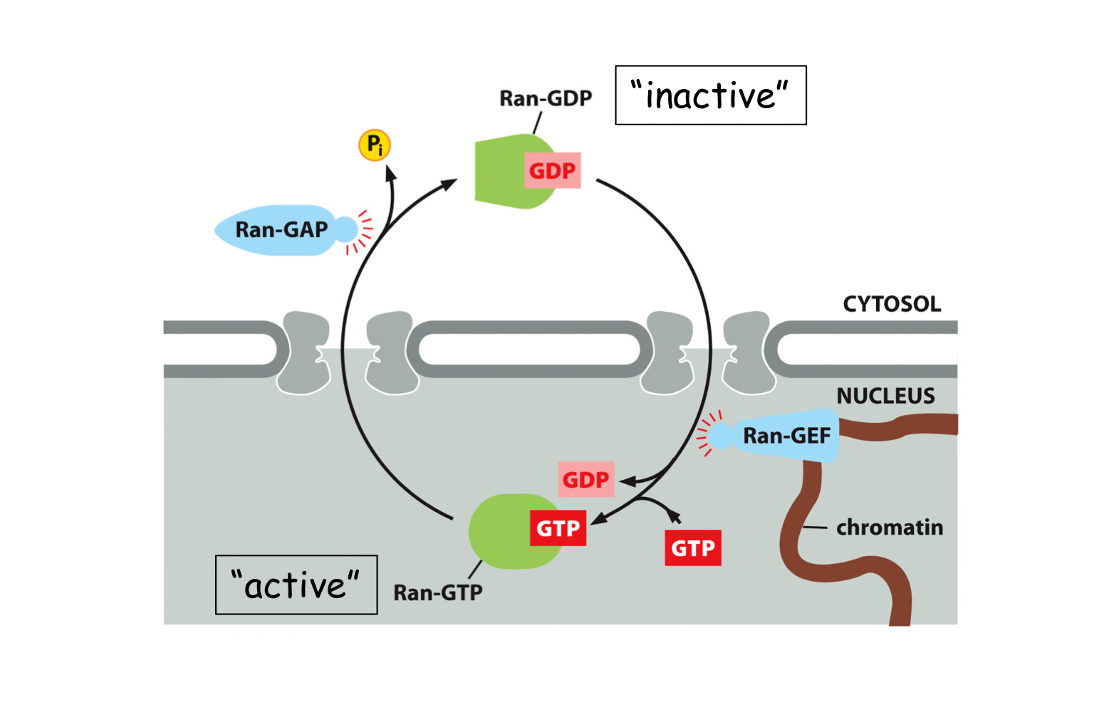 <p>The Ran “gradient”. The GTP-bound form only exists in the nucleus and the GDP-bound form only exists in the cytosol.</p>