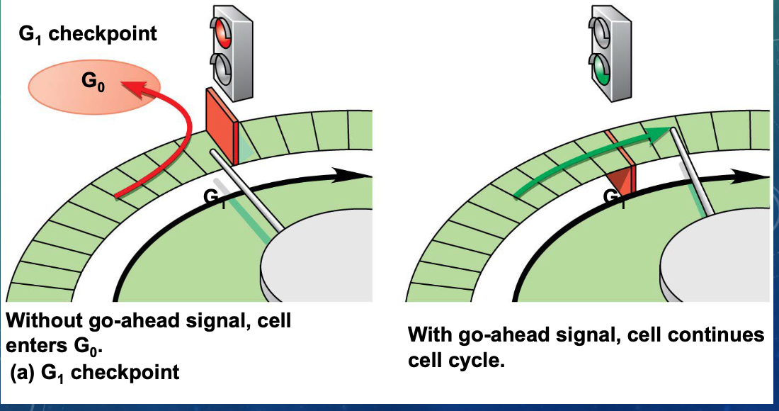 <p>it will exit the cycle, switching into a nondividing state called the G0 phase</p>