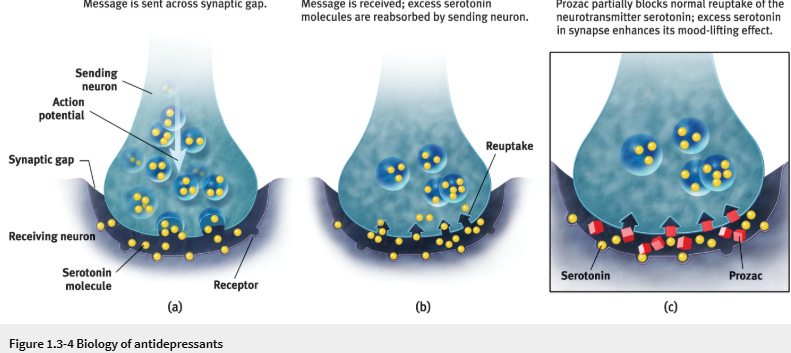 <p><span>a neurotransmitter’s reabsorption by the sending neuron.</span></p>