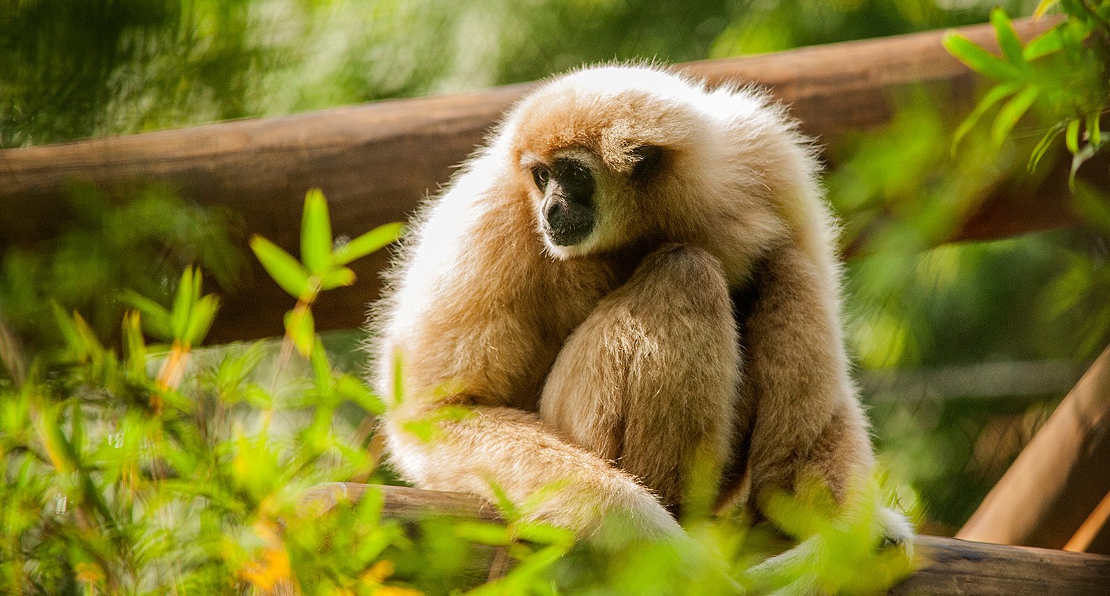 White handed gibbon