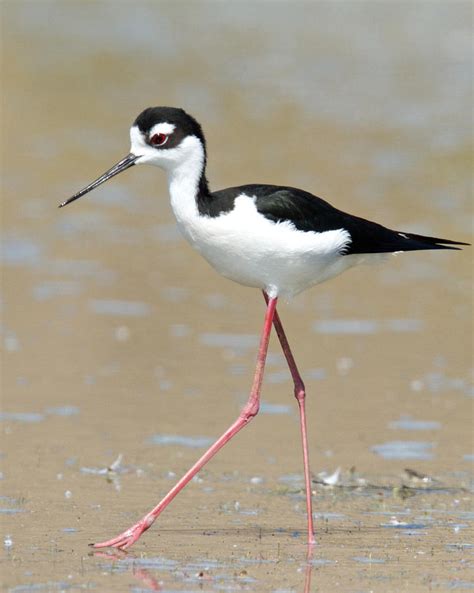 Needle-like bill, longest legs in local area, bright red/pink legs, slender, black/white plumage, white eyebrow. Males and females similar
