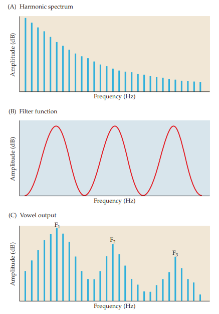 <p>concentrations in energy occur at different frequencies depending on length of vocal tract</p>