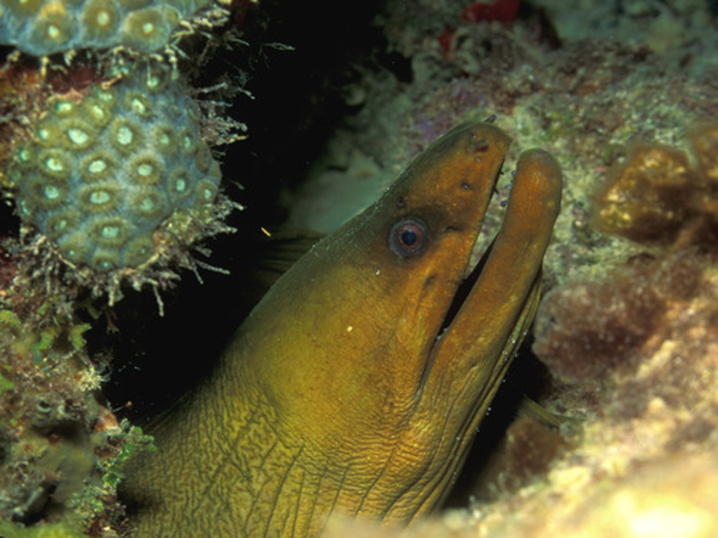 <p>a long, thin fish that looks like a snake</p>
