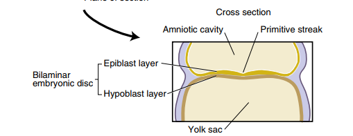 <p>Primitive streak = furrowed, rod-shaped thickening in the middle of the bilaminar disc as a result from increased cell proliferation in the midline area. </p><ul><li><p>FORMS IN THIRD WEEK OF DEVELOPMENT </p></li><li><p><em>Primitive streak gives rise to bilateral symmetry</em></p></li></ul><p></p>