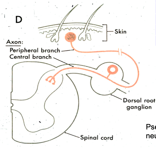 <p>pseudounipolar</p>