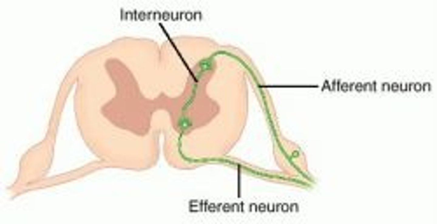 <p>Type of neuron that resides within the brain and spinal cord to link sensory and motor neuron activity</p><p>- can have multiple dendrites that branch extensively and only have one axon</p>