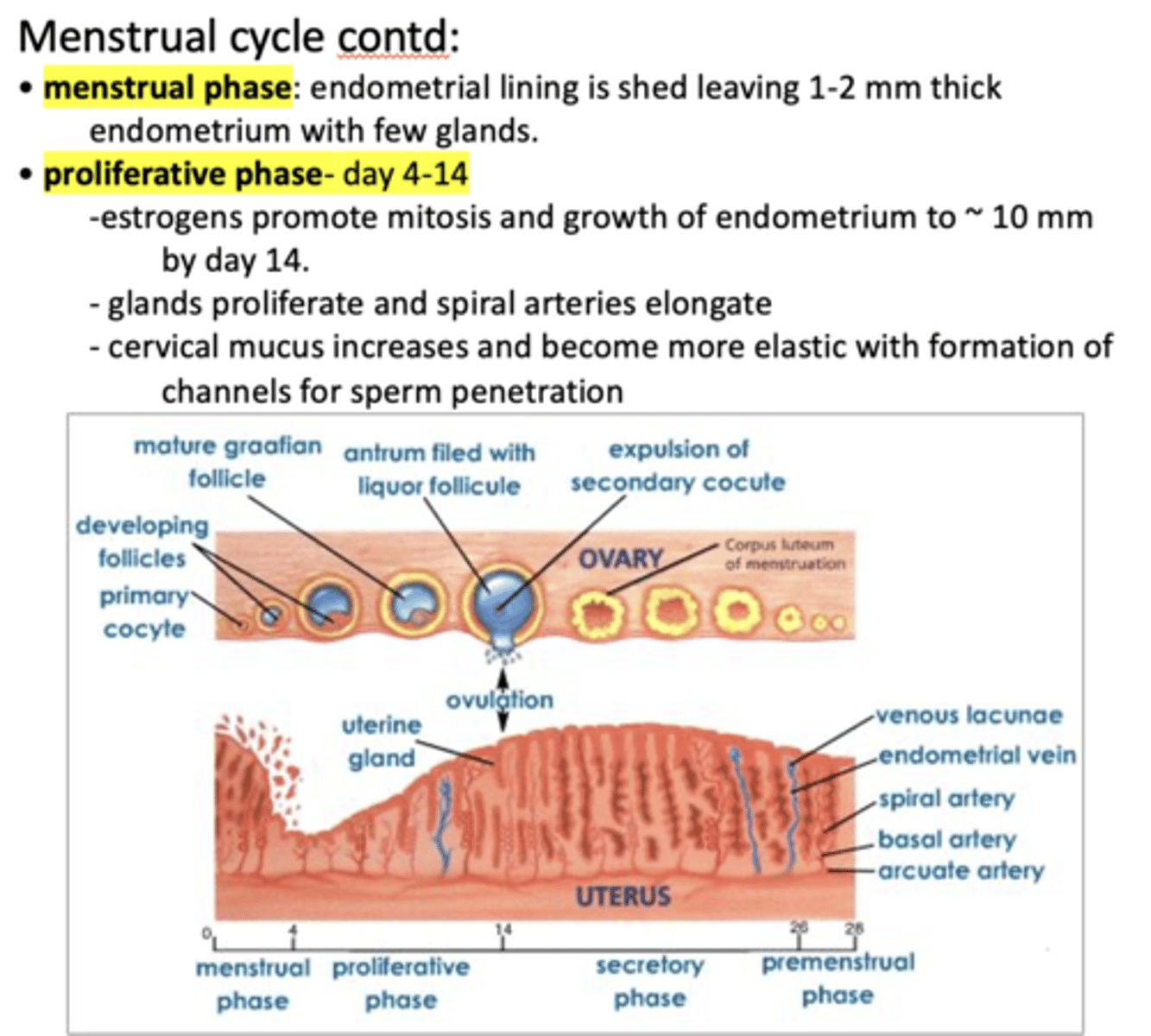 <p>Proliferative phase</p>