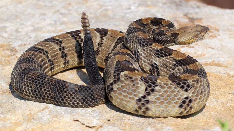 <p>Timber Rattlesnake</p>