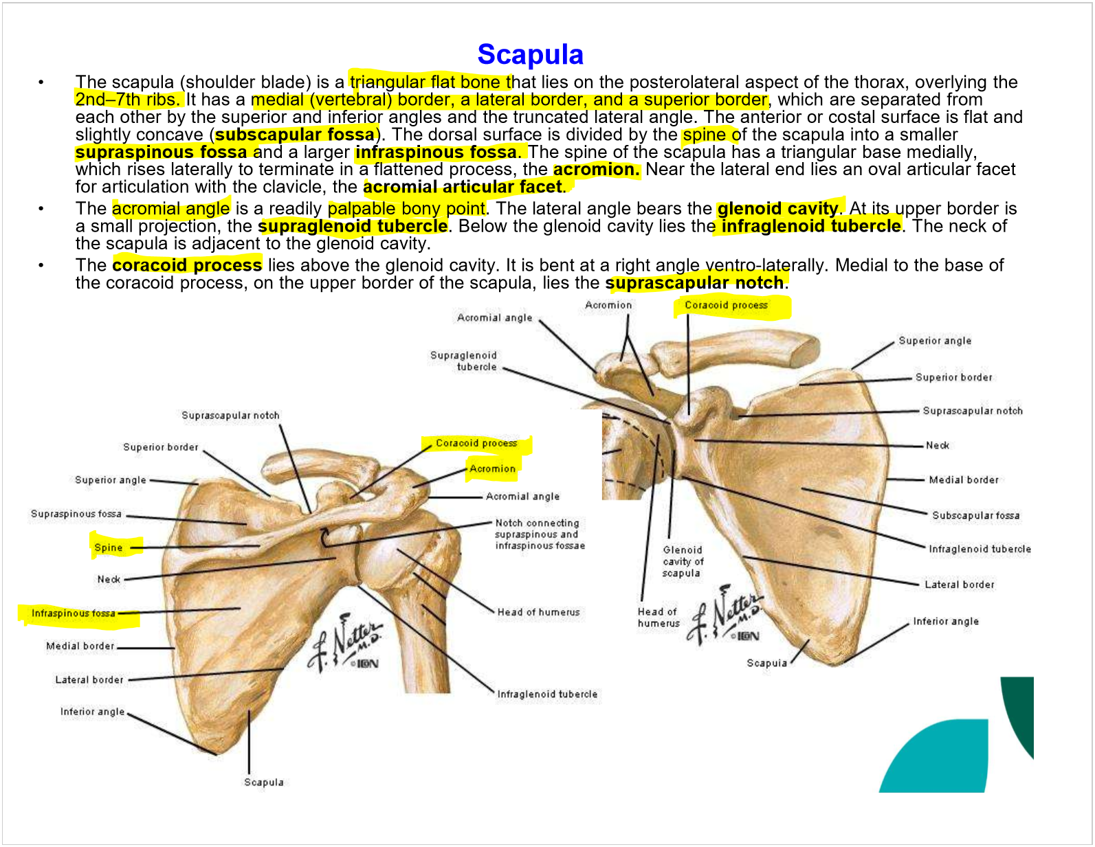 <ul><li><p>flat, triangular </p></li><li><p>over 2nd-7th ribs</p></li><li><p>superior, medial, lateral borders</p></li><li><p>spine of scaupla</p></li><li><p>inferior angle </p></li><li><p>subscapular fossa on anterior side</p></li><li><p>posterior side: supraspinous fossa, infraspinous fossa</p></li><li><p>acromion at end of spine, after acromial angle</p></li><li><p>lateral angle has the glenoid cavity</p></li><li><p>coracoid process</p></li><li><p>suprascapular notch</p></li></ul><p></p>
