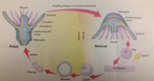 life cycle for Cnidaria