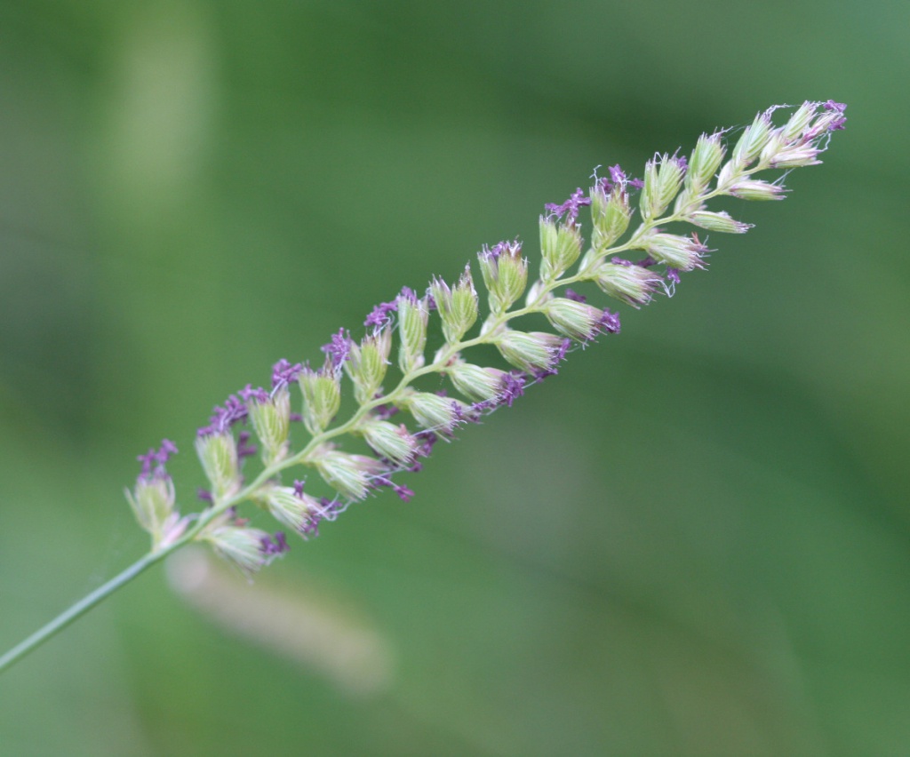 <p>Crested dogs tail</p>