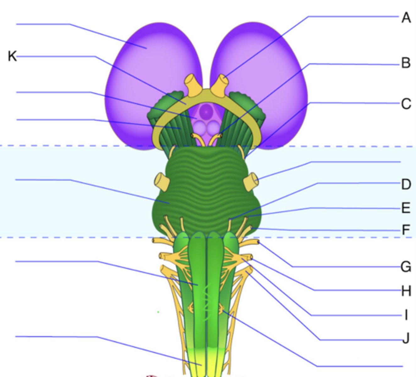 <p>K?</p>