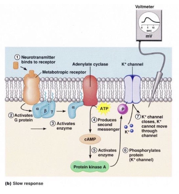 <p>the receptors a<strong> G-Protein Coupled </strong></p><ul><li><p>sometimes with <strong>enzymes</strong> too</p></li></ul><p>( <strong>extra steps </strong>needed before ion channel can open )</p><p></p>