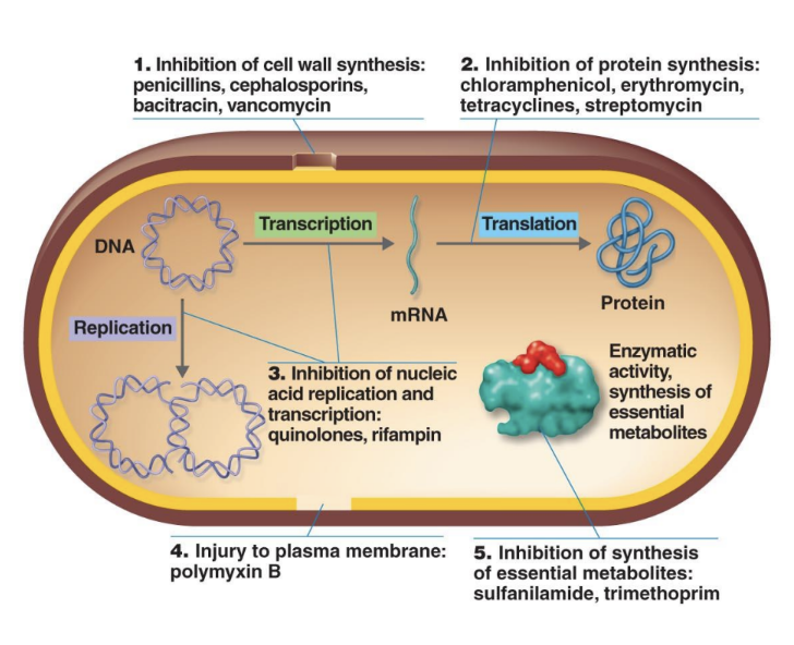 <ol><li><p>Inhibit cell wall synthesis (penicillins, cephalosporins).</p></li><li><p>Inhibit protein synthesis (tetracyclines, macrolides).</p></li><li><p>Inhibit nucleic acid synthesis (rifampin, quinolones).</p></li><li><p>Disrupt plasma membranes (polymyxins).</p></li><li><p>Inhibit metabolic pathways (sulfa drugs).</p></li></ol><p></p>
