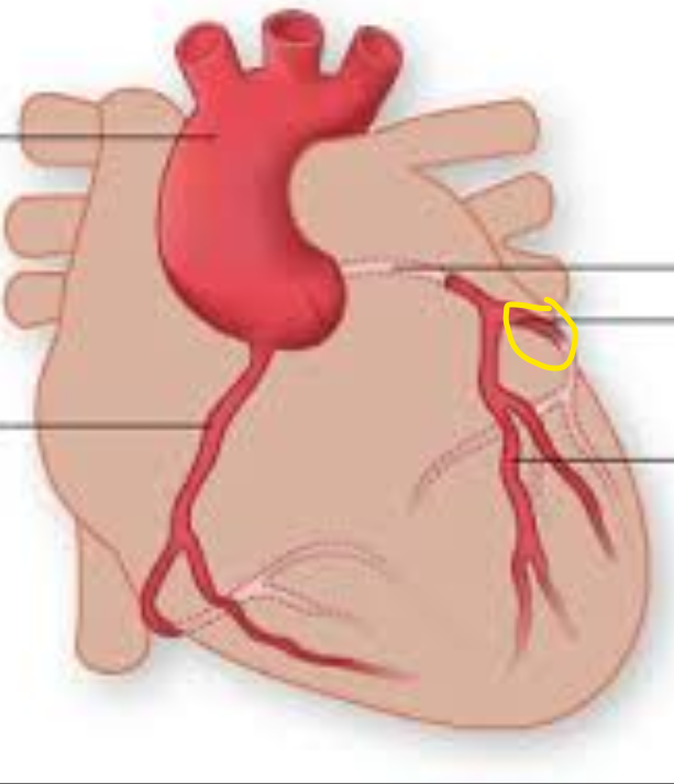 <p>Identify this structure</p>
