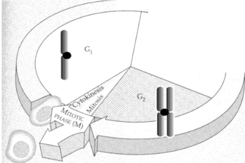 2 - chromatids - centromere