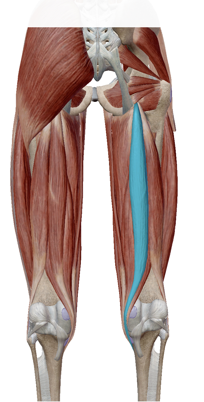 <p>Identify the highlighted muscle</p>